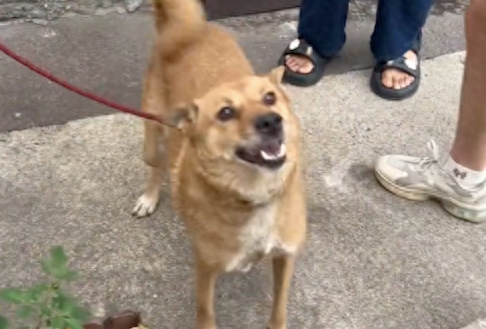 被拴了13年的看门犬,带它感受一天被爱的经历 被拴了13年的看门犬,带它感受一天被爱的经历