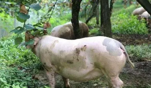 湘白猪是什么品种？来看这里~