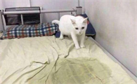 猫咪为什么在卧室门口尿呢