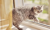猫咪春天为什么会乱叫呢