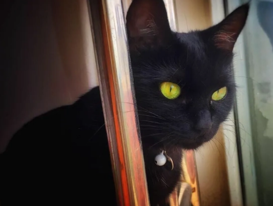玄猫常见吗怎么样