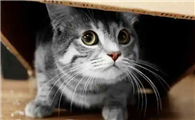如何找到躲在家里的猫呢