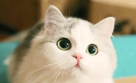猫咪为什么怕生日礼物