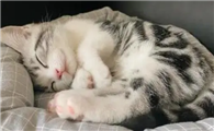 猫咪为什么全身都在抖呢
