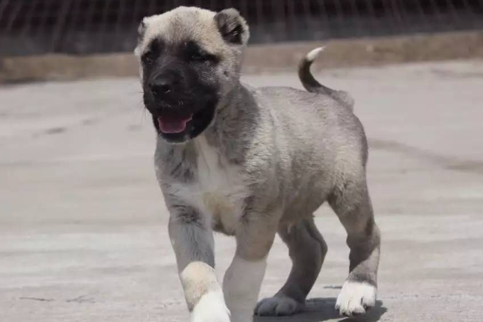 坎高犬会咬人吗