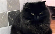 玄猫特点体型多大