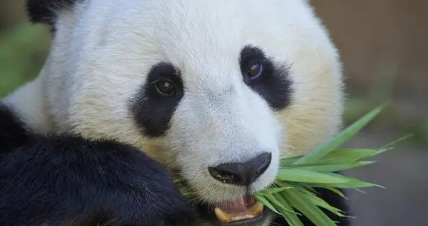 武汉动物园官宣：大熊猫“武林”“盟盟”来武汉了
