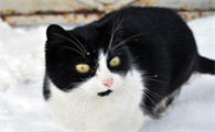 乌云盖雪猫是吉利猫吗