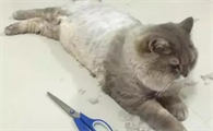 猫咪为什么要剪毛呢怎么回事