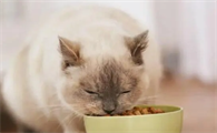 猫咪为什么不吃土豆片呢