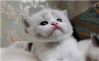 奶猫不吃东西怎么办