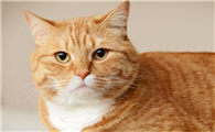 为什么有的猫咪吃不胖东西呢