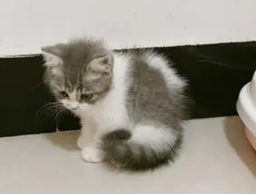 英短端午猫是什么意思