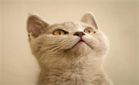 猫咪为什么爱睡在沙发上面