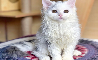 猫咪为什么喜欢踩棉花