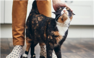 流浪猫把背部拱起来蹭你