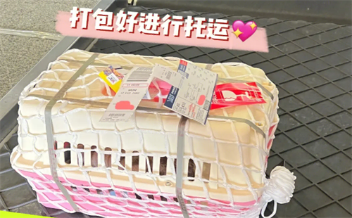 飞翔宠物