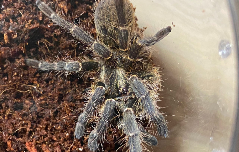 斜角巴布毒性大吗 斜角巴布毒性大吗
