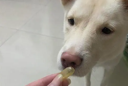小狗漂亮毛发养成，我选挪威生产倍澳至臻鱼油