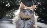 猫咪为什么会出现静电呢