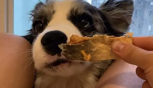 威济宠物零食：美味与健康的结合