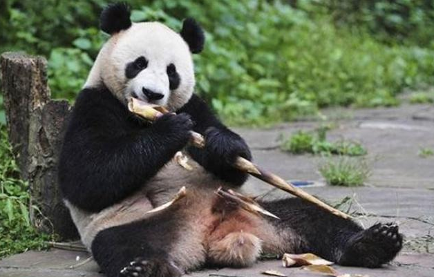大熊猫食物吃什么 大熊猫食物吃什么