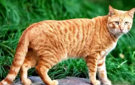 国产土猫的品种