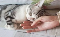 为什么猫咪爱标记主人