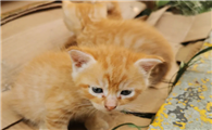 猫咪为什么突然撒尿在床上呢