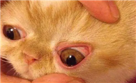 猫咪为什么是红眼睛呢