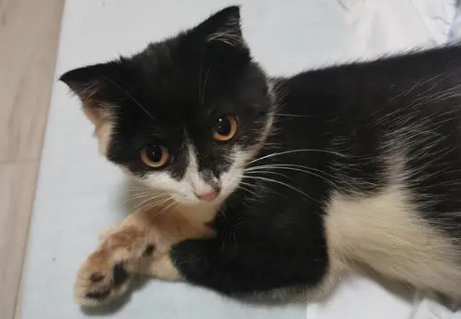 乌云盖雪猫是什么猫生的