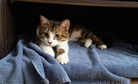 猫咪搬家怎么会要逃避