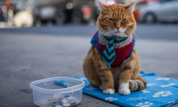 喂流浪猫有福报吗 喂流浪猫有福报吗