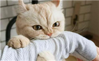 猫咪突然天天咬人是为什么呢