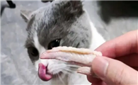 猫咪为什么会吃骨头呢