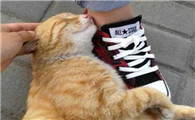 猫为什么喜欢抓人的脚踝呢