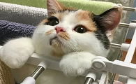 为什么猫咪爱引体向上