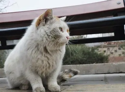 流浪猫蹭了裤子要换吗