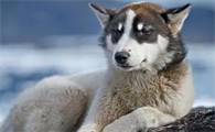 格陵兰犬为什么没人养?不妨来看看吧