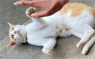 猫咪为什么害怕踩尾巴睡觉