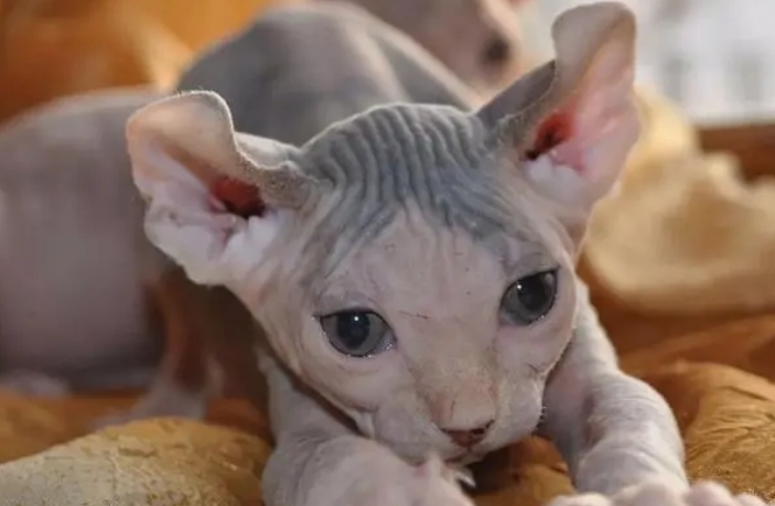 斯芬克斯猫智商相当于人几岁