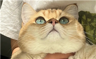 猫咪为什么会有眼神啊