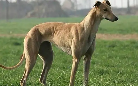 格力犬吃什么 格力犬吃什么
