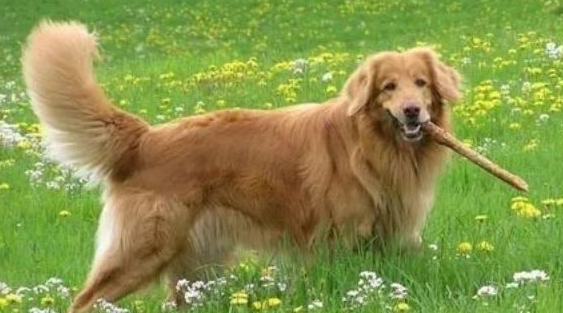 霍夫瓦尔特犬是什么狗？一文告诉你