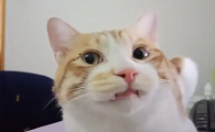 猫咪的牙齿为什么会出血