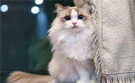 猫咪视力为什么好了呢
