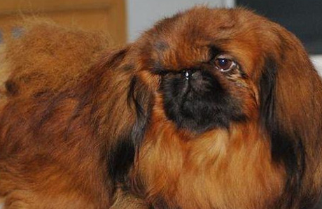 鹰叭犬的脸像老鹰,比大熊猫还稀有 鹰叭犬的脸像老鹰,比大熊猫还稀有