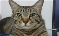狸花猫认几个主人