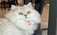 猫往被子上尿是为什么