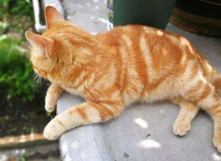 怎么看土猫的品相好不好